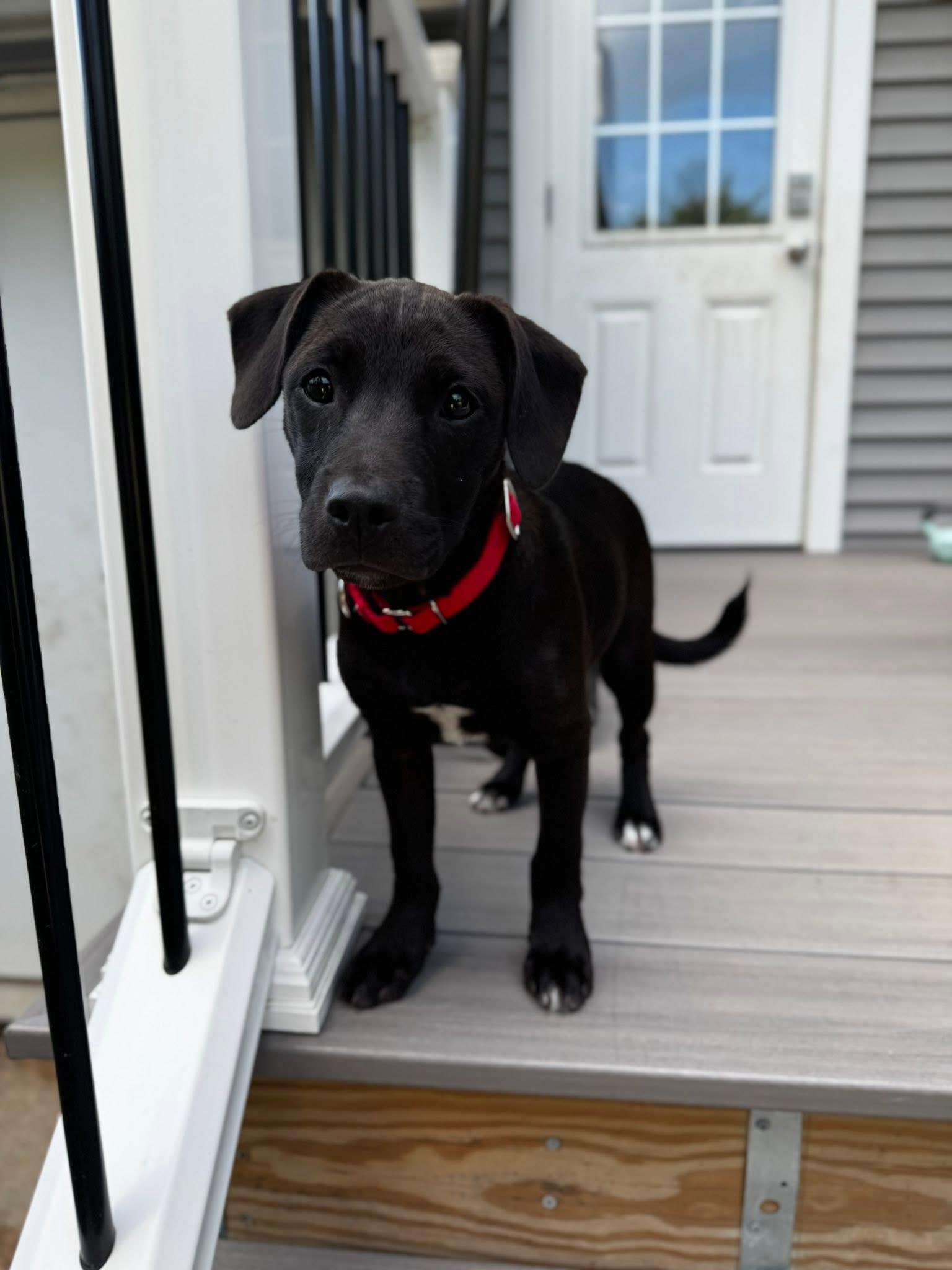 Enlarge Tammy, a Adoptable mixed breed in Pembroke, MA image 4/5