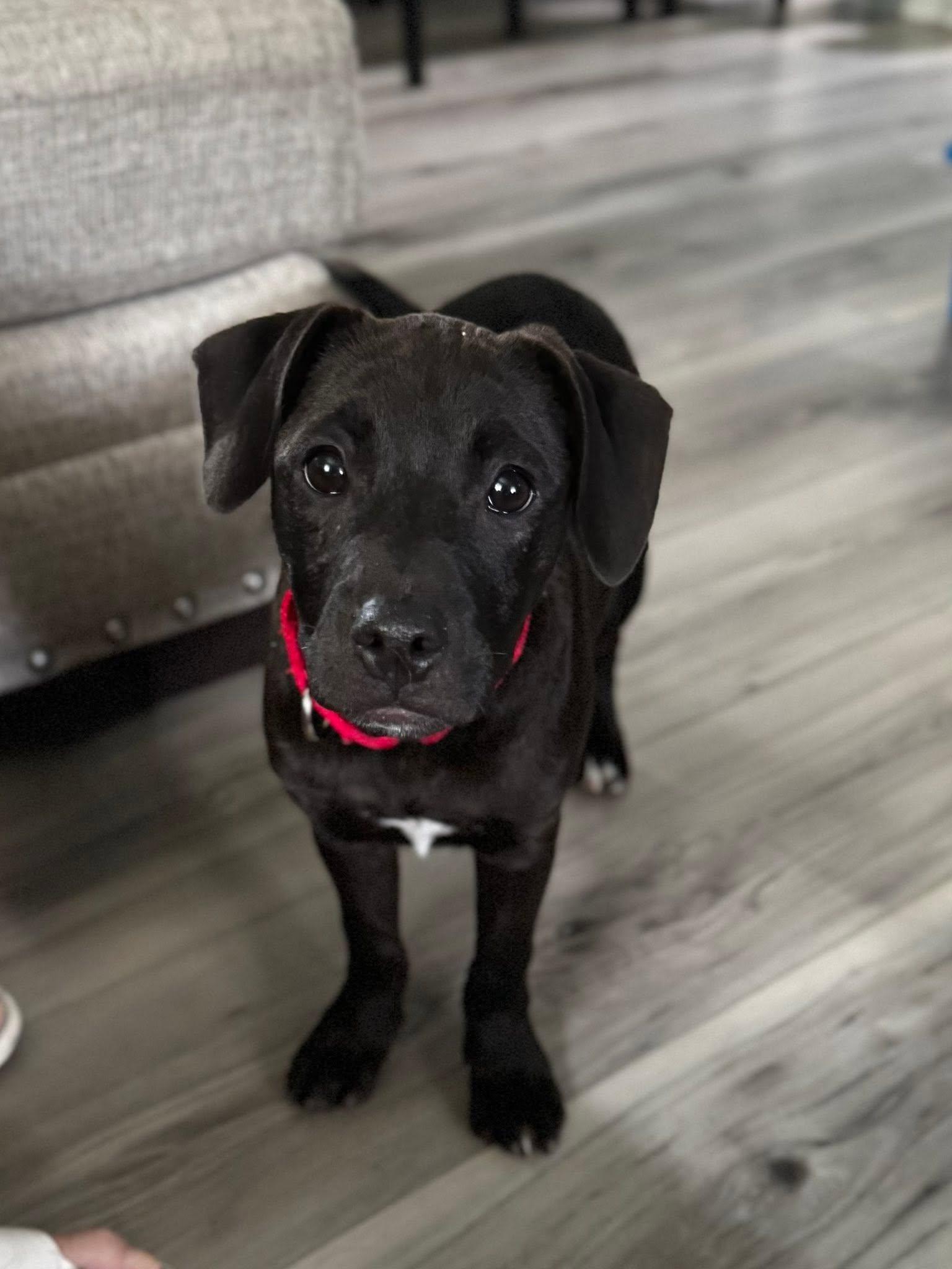 Enlarge Tammy, a Adoptable mixed breed in Pembroke, MA image 2/5