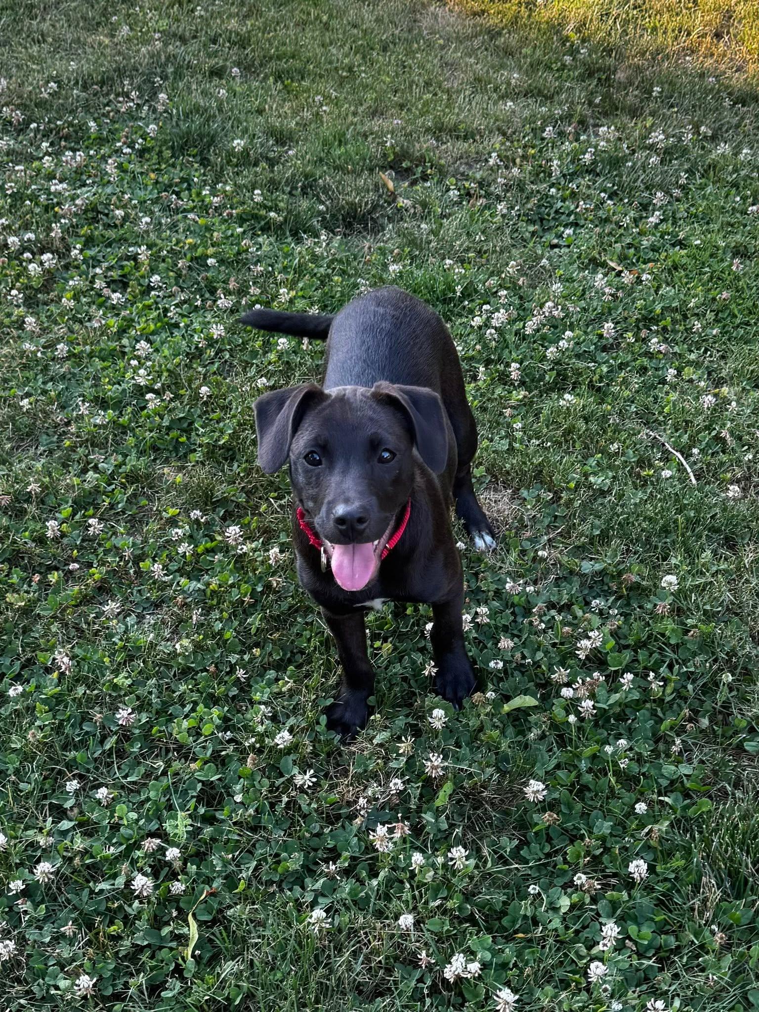 Enlarge Tammy, a Adoptable mixed breed in Pembroke, MA image 3/5