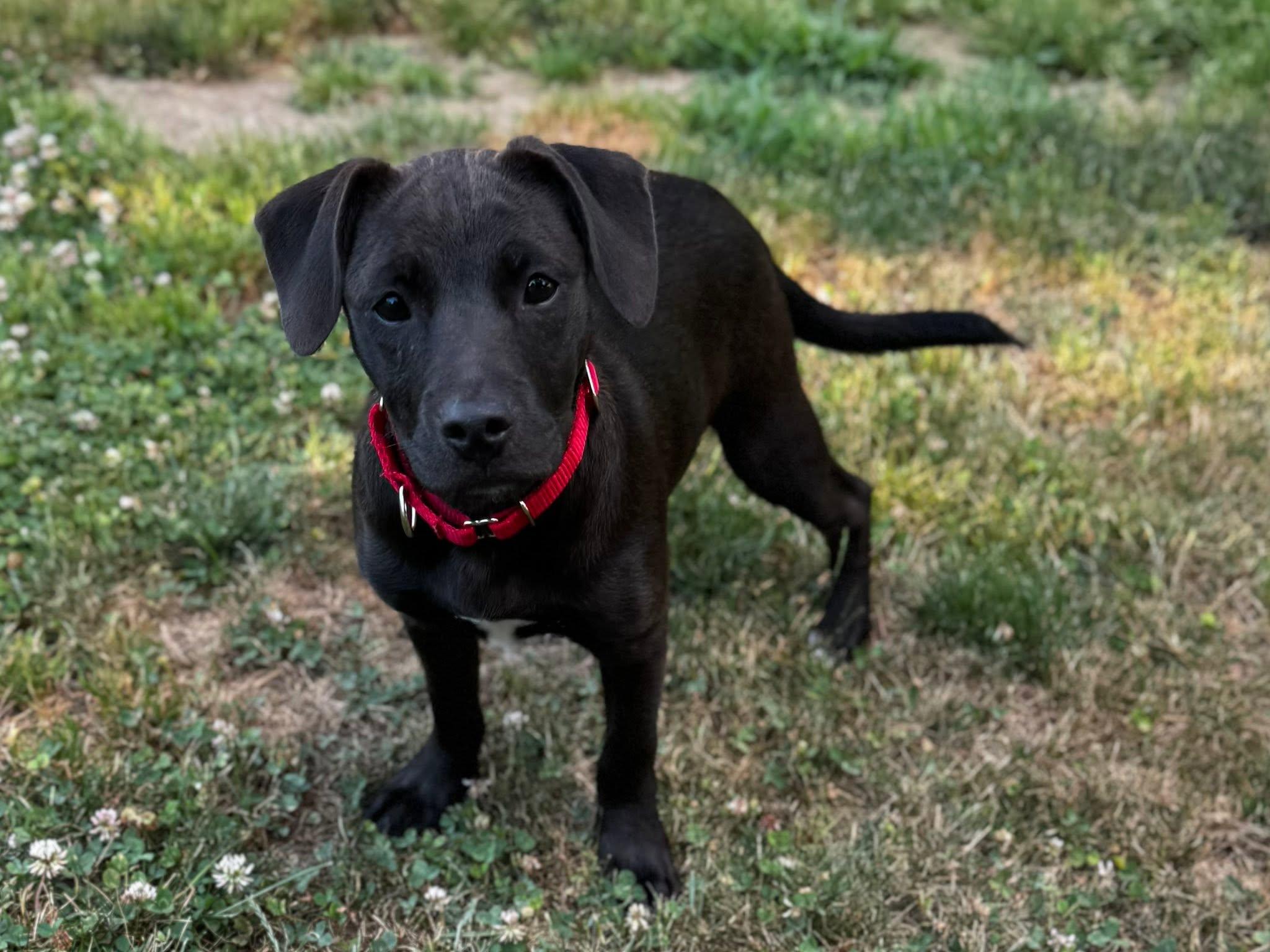 Enlarge Tammy, a Adoptable mixed breed in Pembroke, MA image 5/5