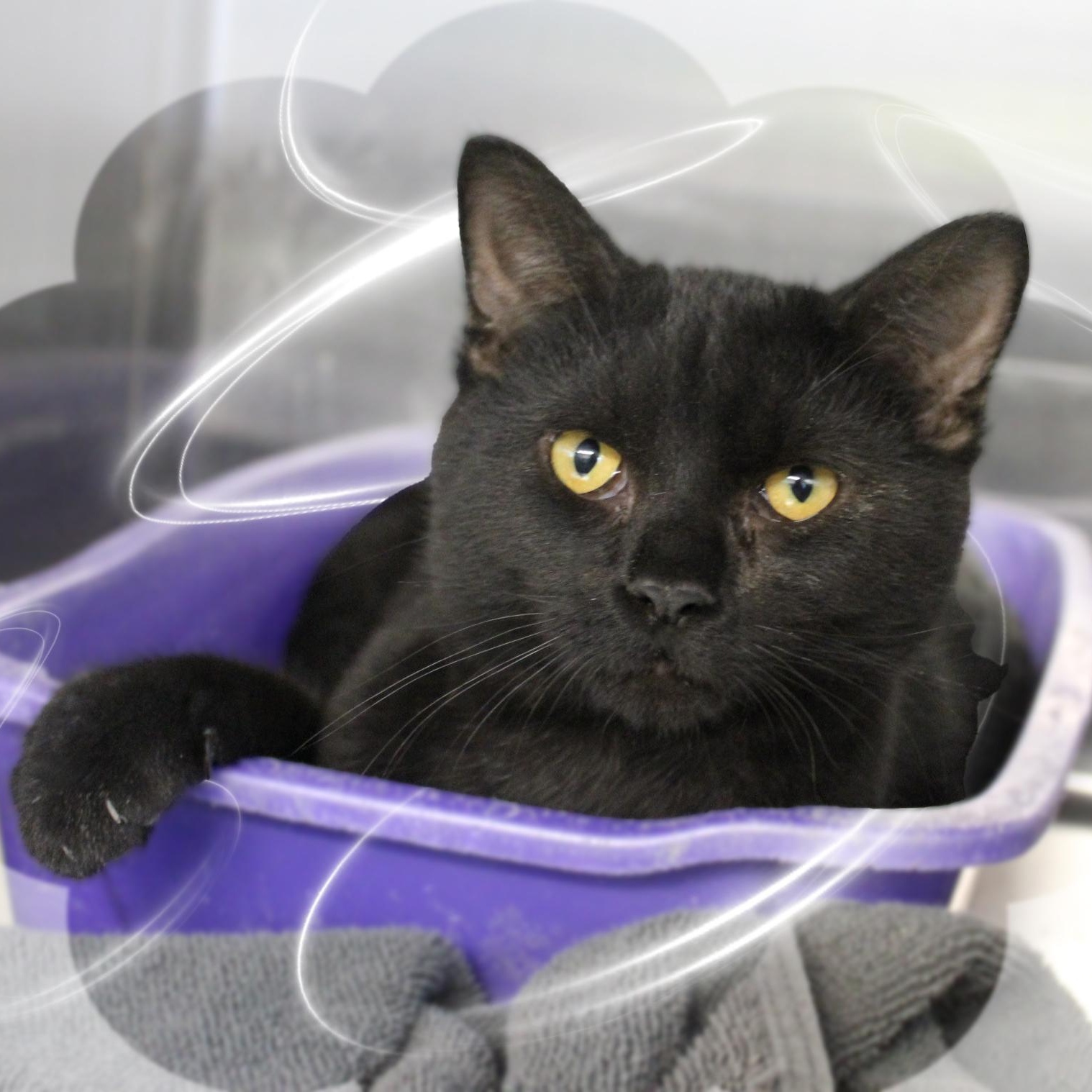 Enlarge Arnold, an adopted Domestic Short Hair in Amelia, OH image 1/1