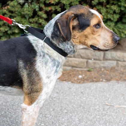 Dakota, Adoptable, Adult Male Hound & Mixed Breed.