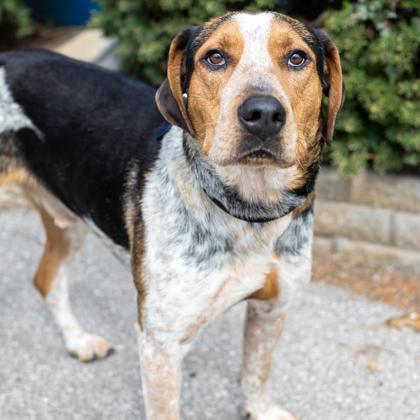Dakota, a Adoptable mixed breed in Merriam, KS image 1/3