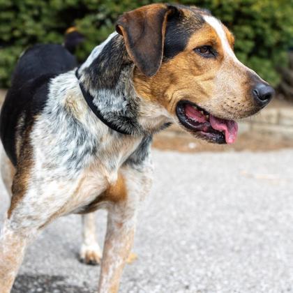 Dakota, a Adoptable mixed breed in Merriam, KS image 2/3