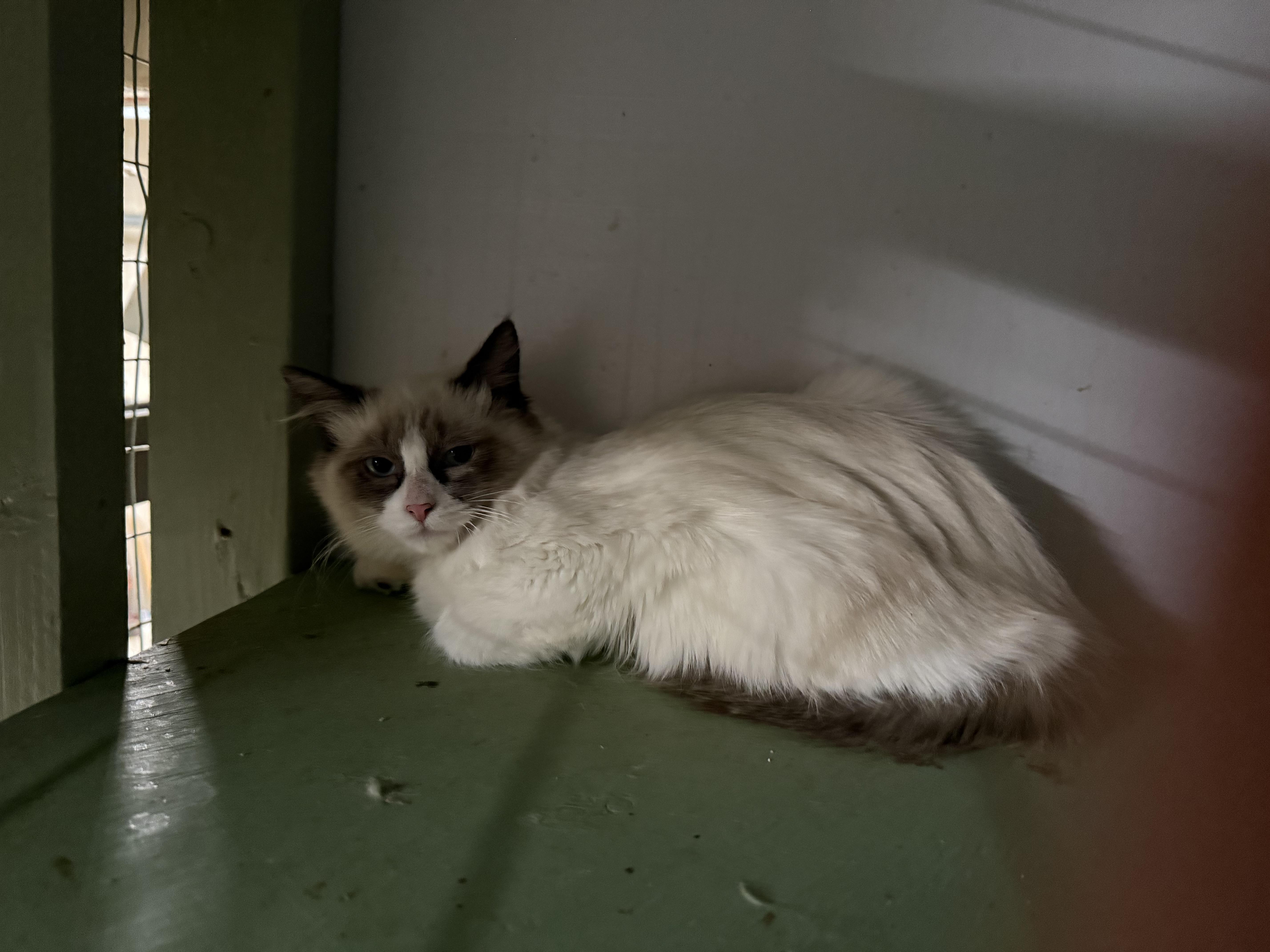 Enlarge MOCHI, a ADOPTABLE mixed breed in Reno, NV image 2/2