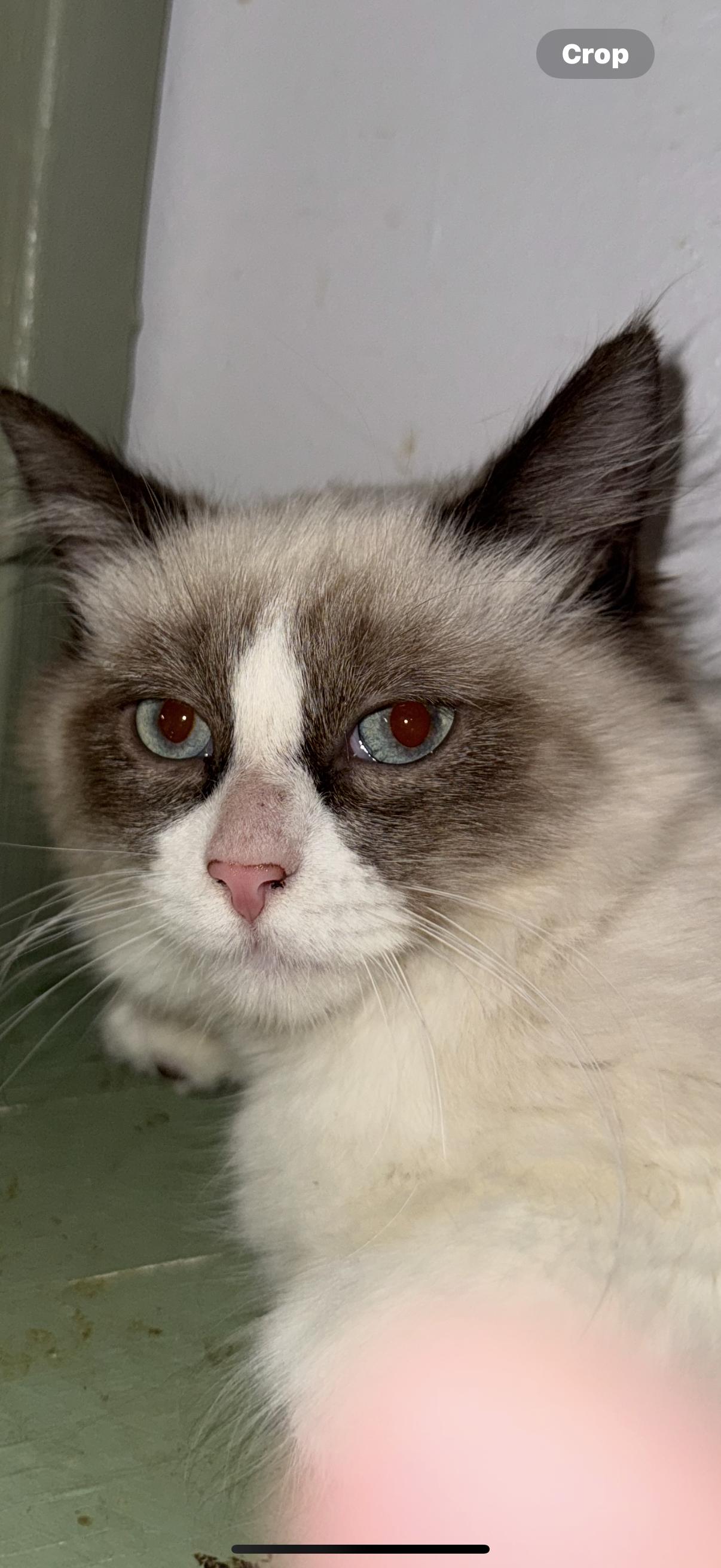 MOCHI, ADOPTABLE, Young Female Siamese.