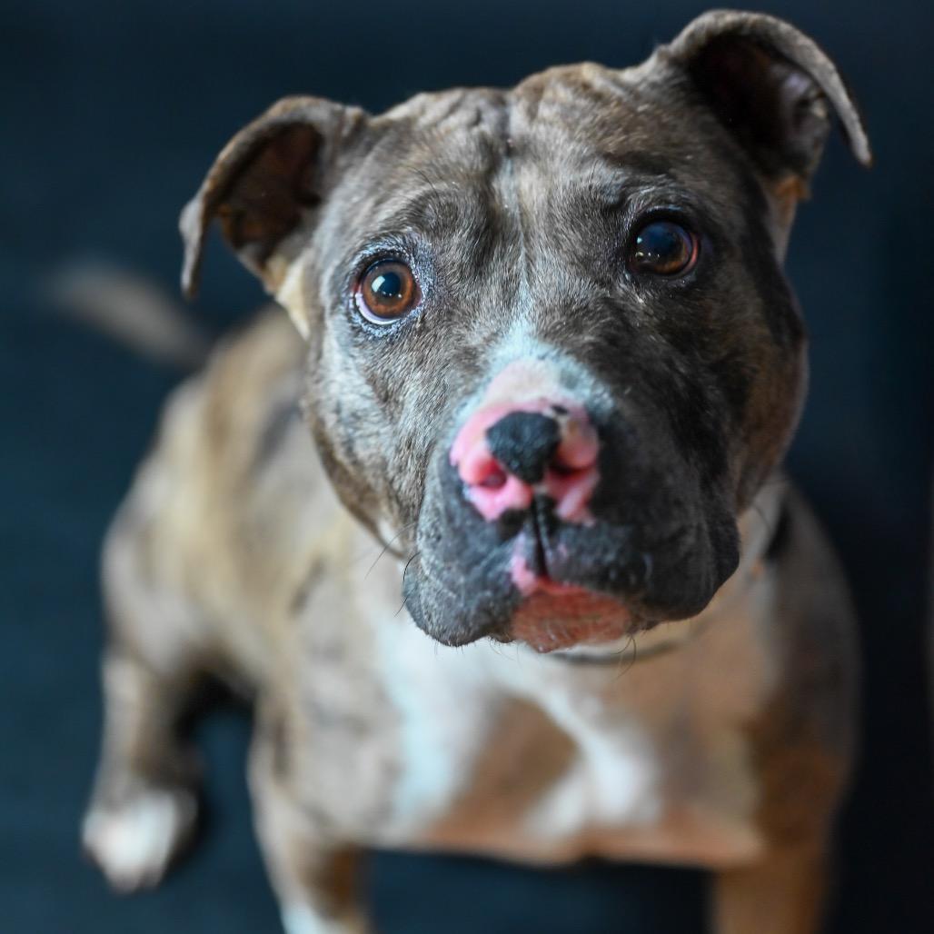 Reba, Adoptable, Adult Female Pit Bull Terrier.