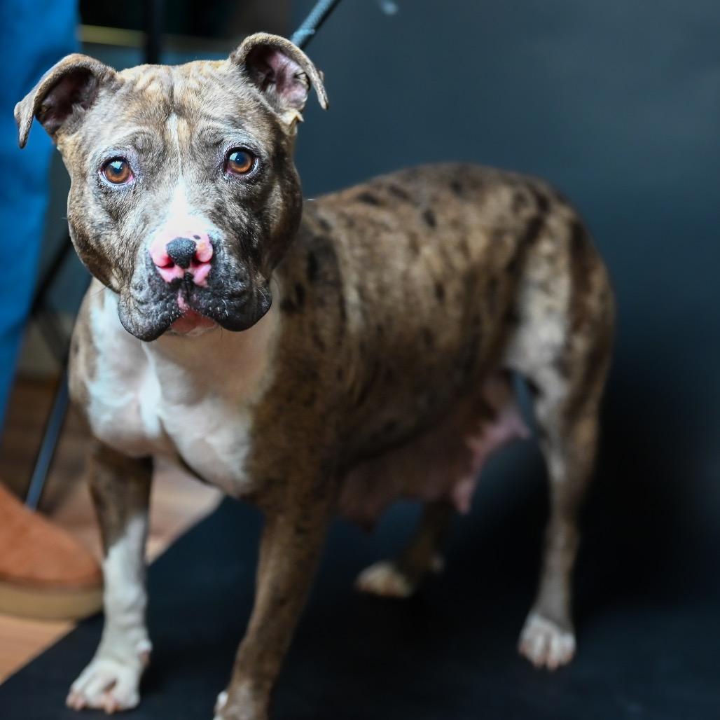 Enlarge Reba, a Adoptable Pit Bull Terrier in Austell, GA image 2/6