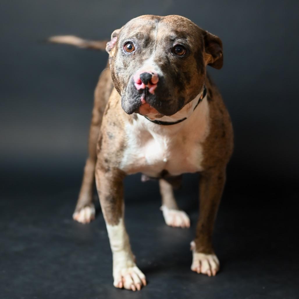 Enlarge Reba, a Adoptable Pit Bull Terrier in Austell, GA image 3/6