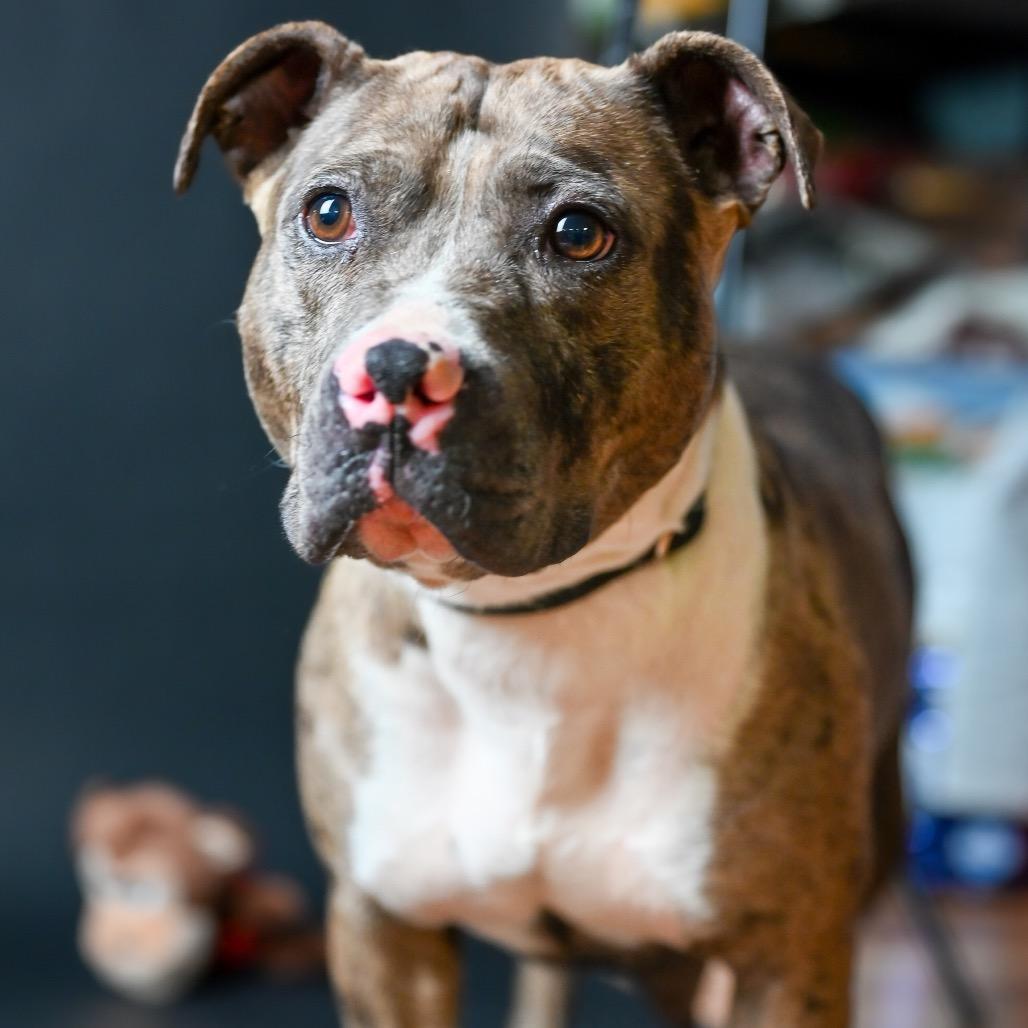 Enlarge Reba, a Adoptable Pit Bull Terrier in Austell, GA image 4/6