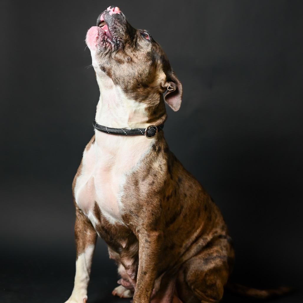 Enlarge Reba, a Adoptable Pit Bull Terrier in Austell, GA image 5/6