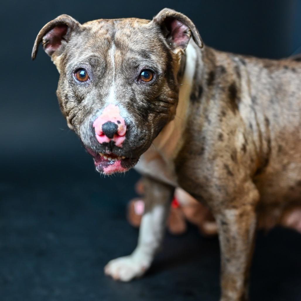 Enlarge Reba, a Adoptable Pit Bull Terrier in Austell, GA image 6/6