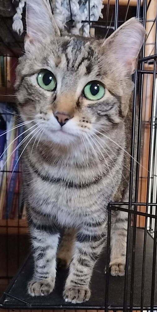 Enlarge Taryn, a Adoptable Domestic Short Hair in Boone, CO image 1/1