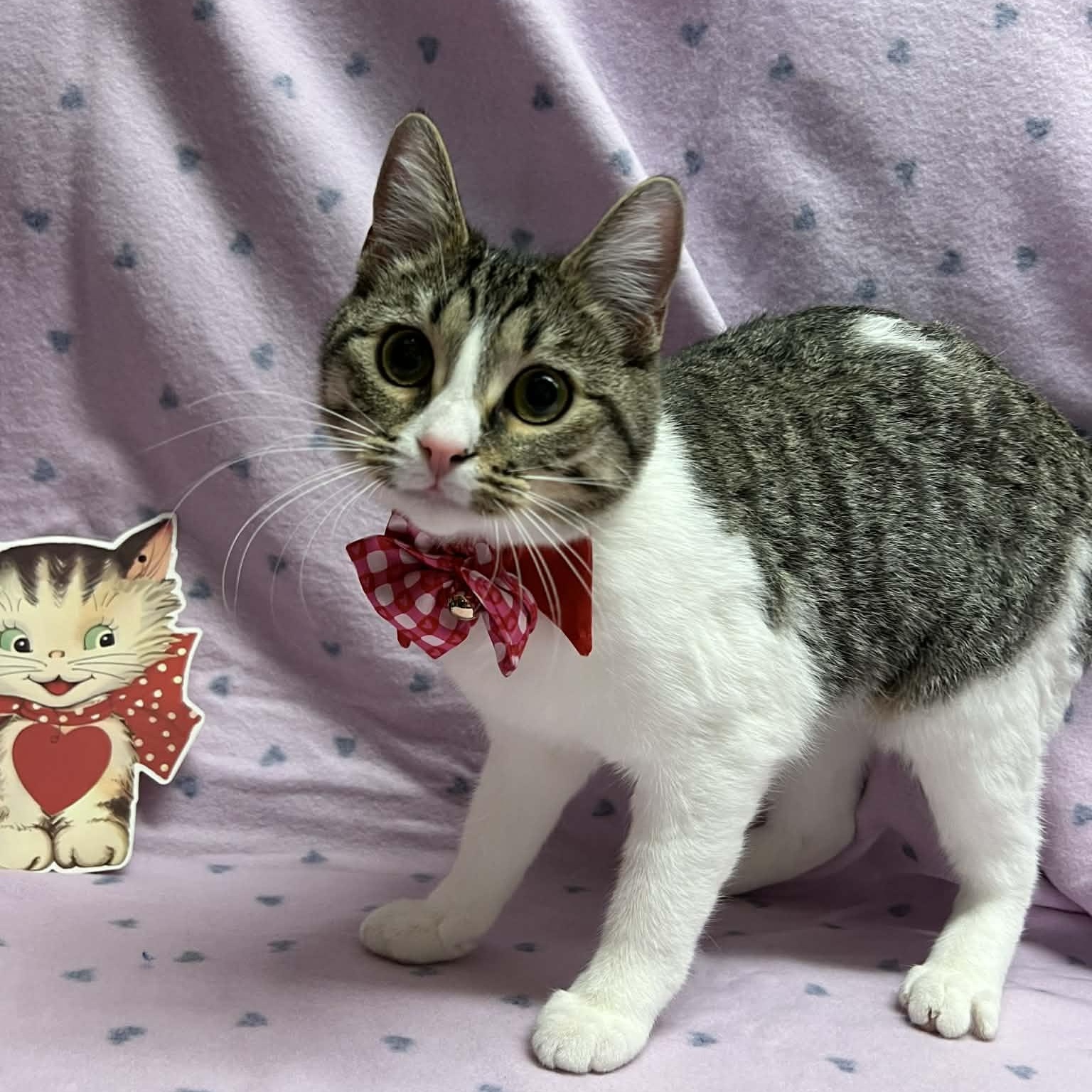 Enlarge Savannah, an adopted Domestic Short Hair in Martinsville, IN image 1/1