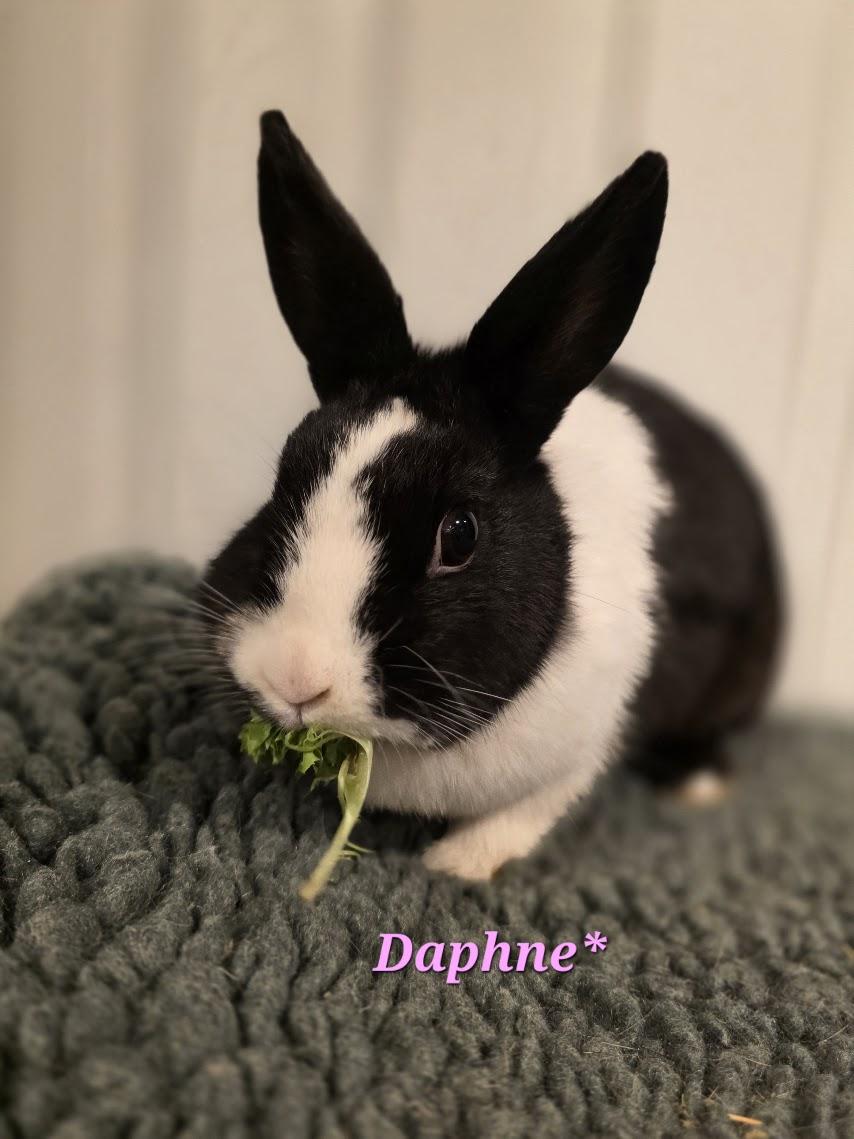 Enlarge Daphne, a ADOPTABLE Dutch in Seymour, CT image 1/1