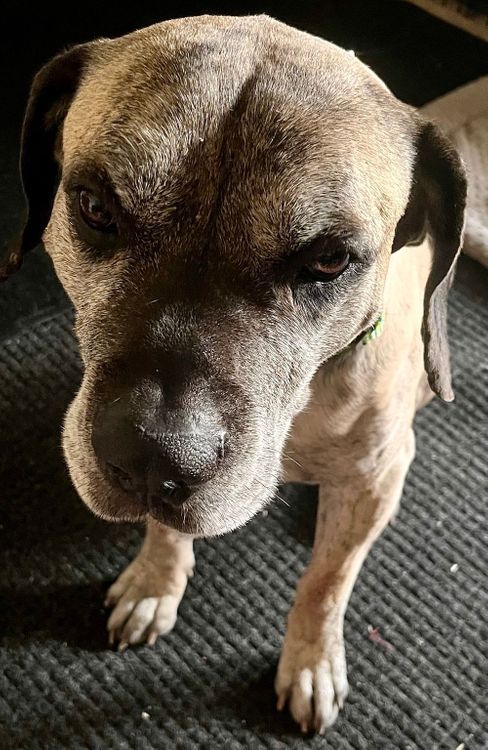 Enlarge Knox, a Adoptable Presa Canario in Larkspur, CO image 1/3