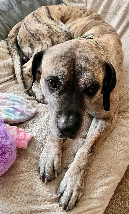 Enlarge Knox, a Adoptable Presa Canario in Larkspur, CO image 2/3