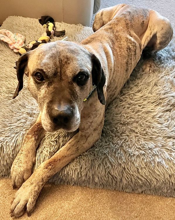 Enlarge Knox, a Adoptable Presa Canario in Larkspur, CO image 3/3