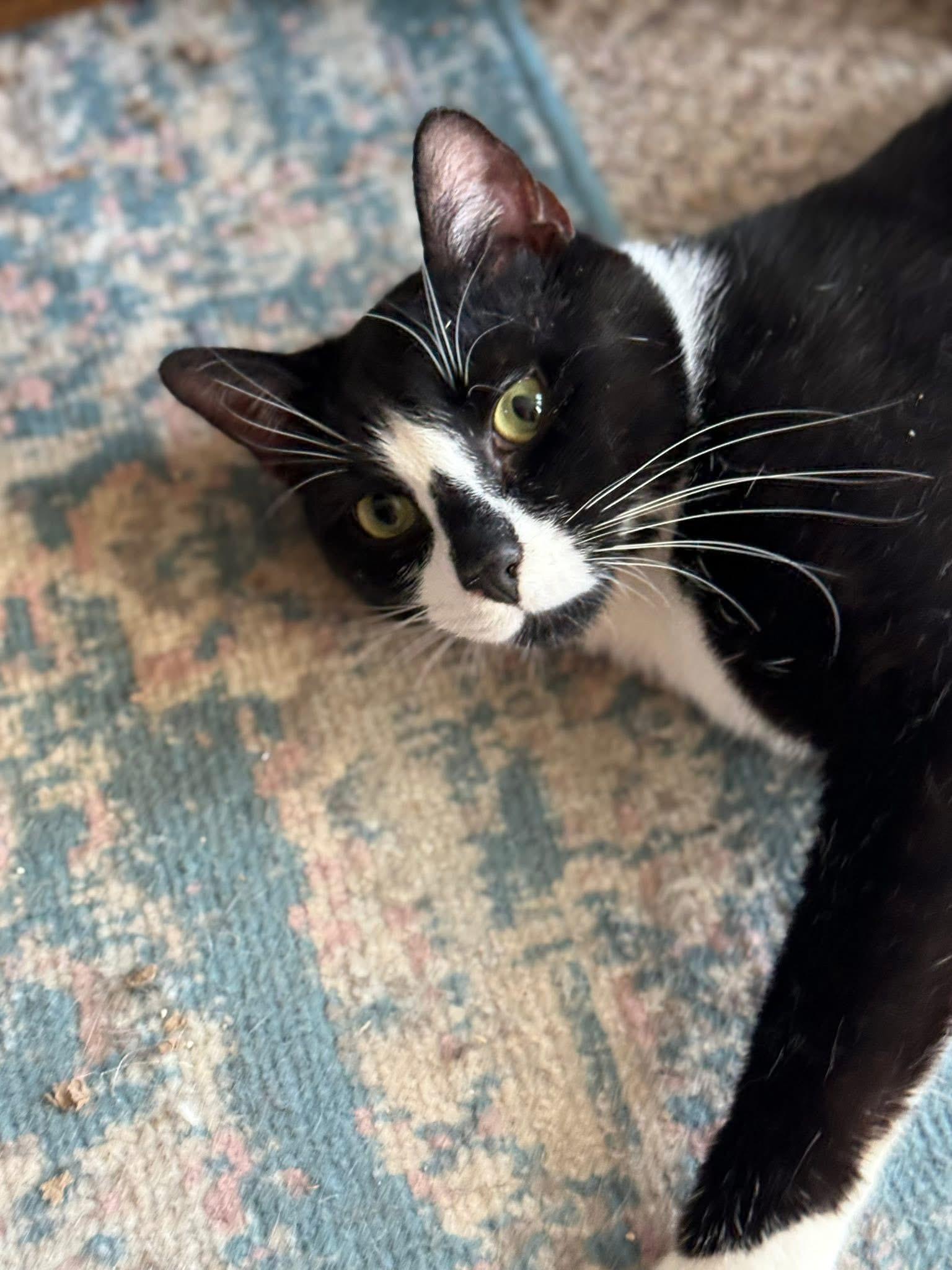 Enlarge Bongo, an adopted mixed breed in Newark, NJ image 1/6