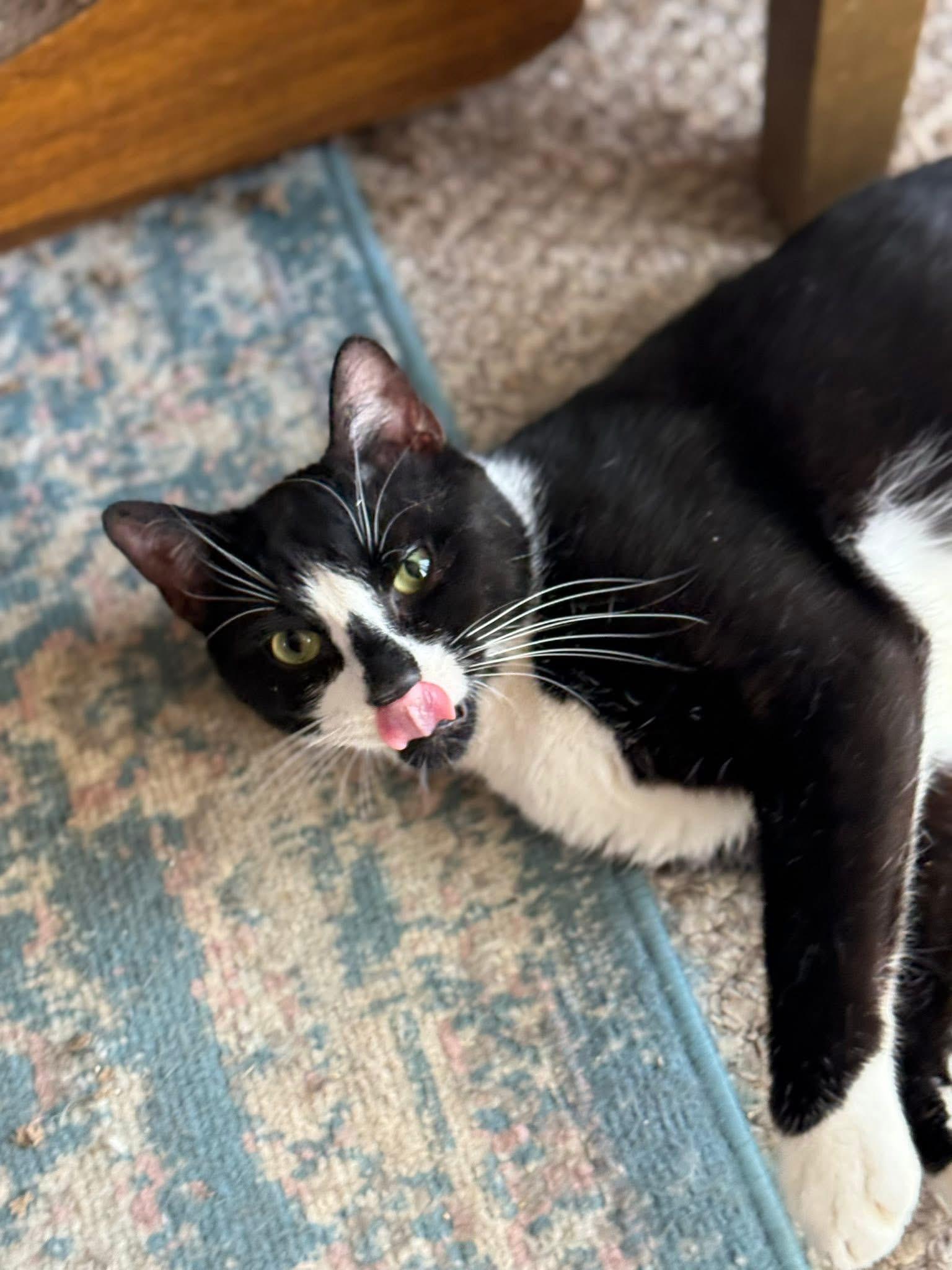 Enlarge Bongo, an adopted mixed breed in Newark, NJ image 2/6