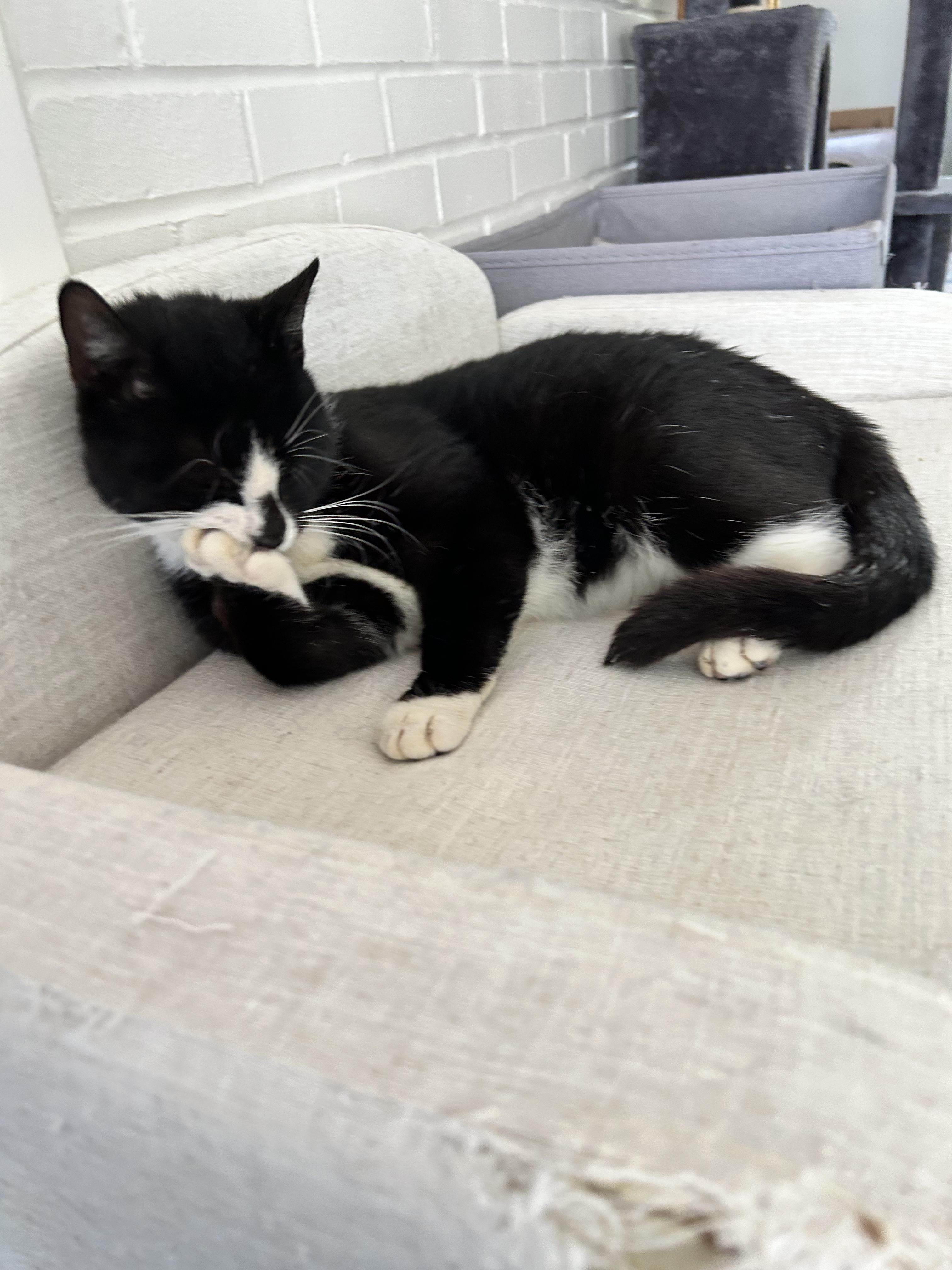 Enlarge Bongo, an adopted mixed breed in Newark, NJ image 5/6