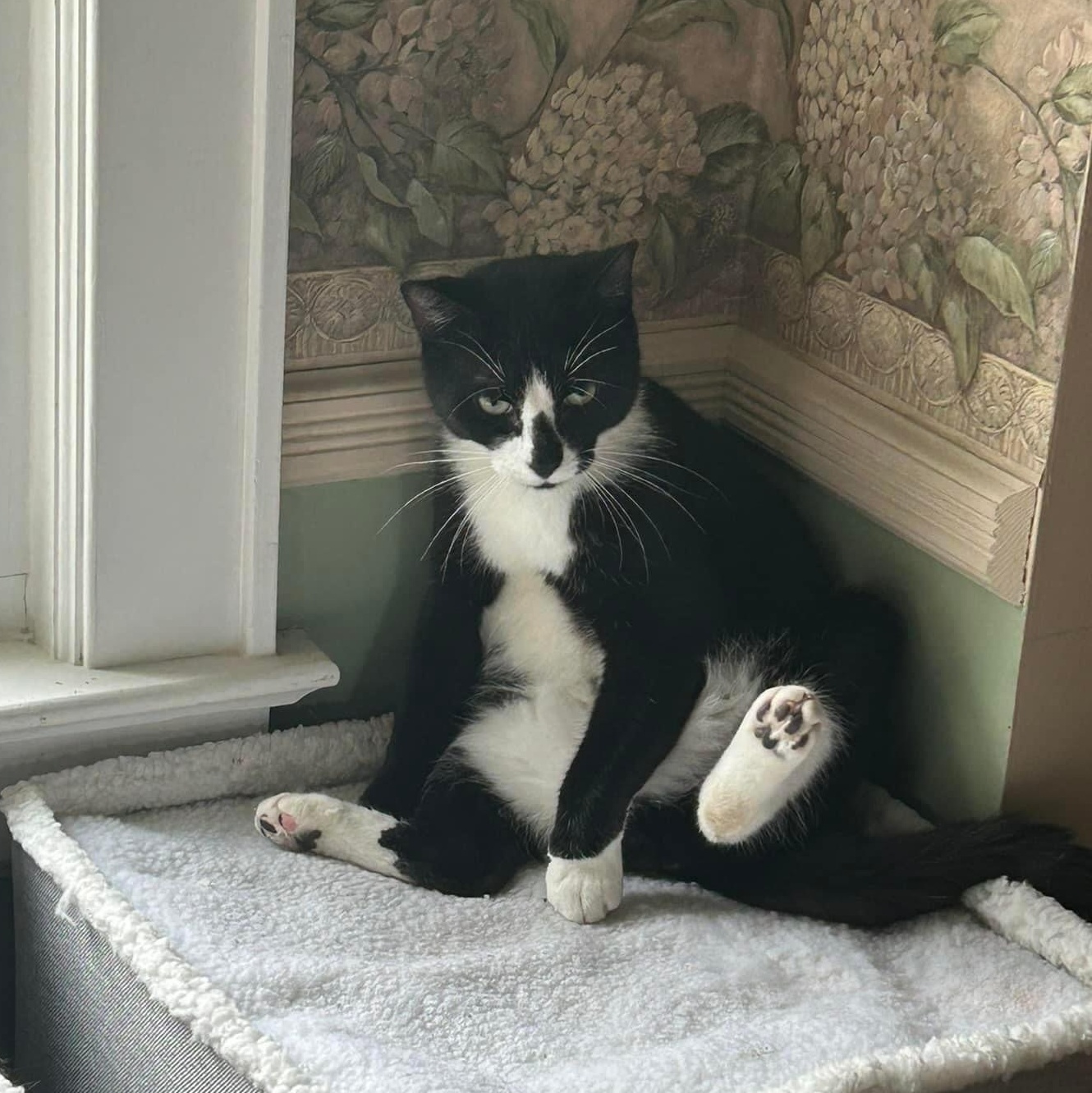 Enlarge Bongo, an adopted mixed breed in Newark, NJ image 3/6