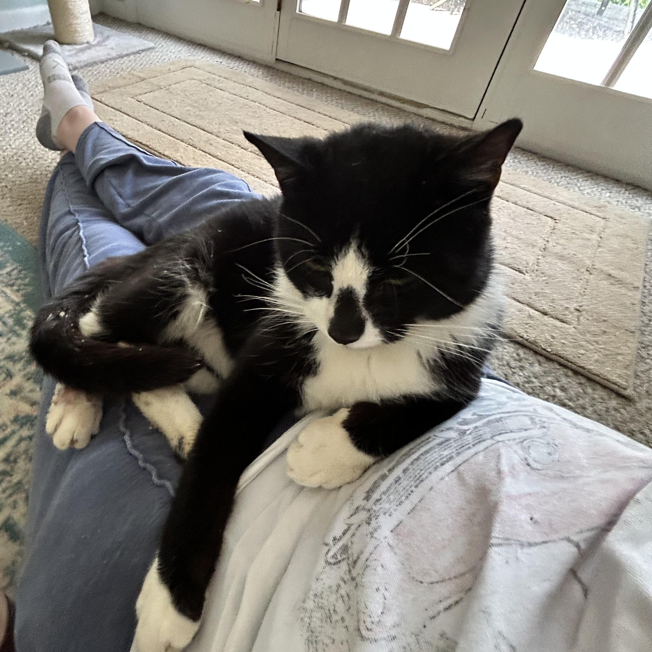 Bongo, Adoptable, Adult Male Tuxedo & Domestic Short Hair.