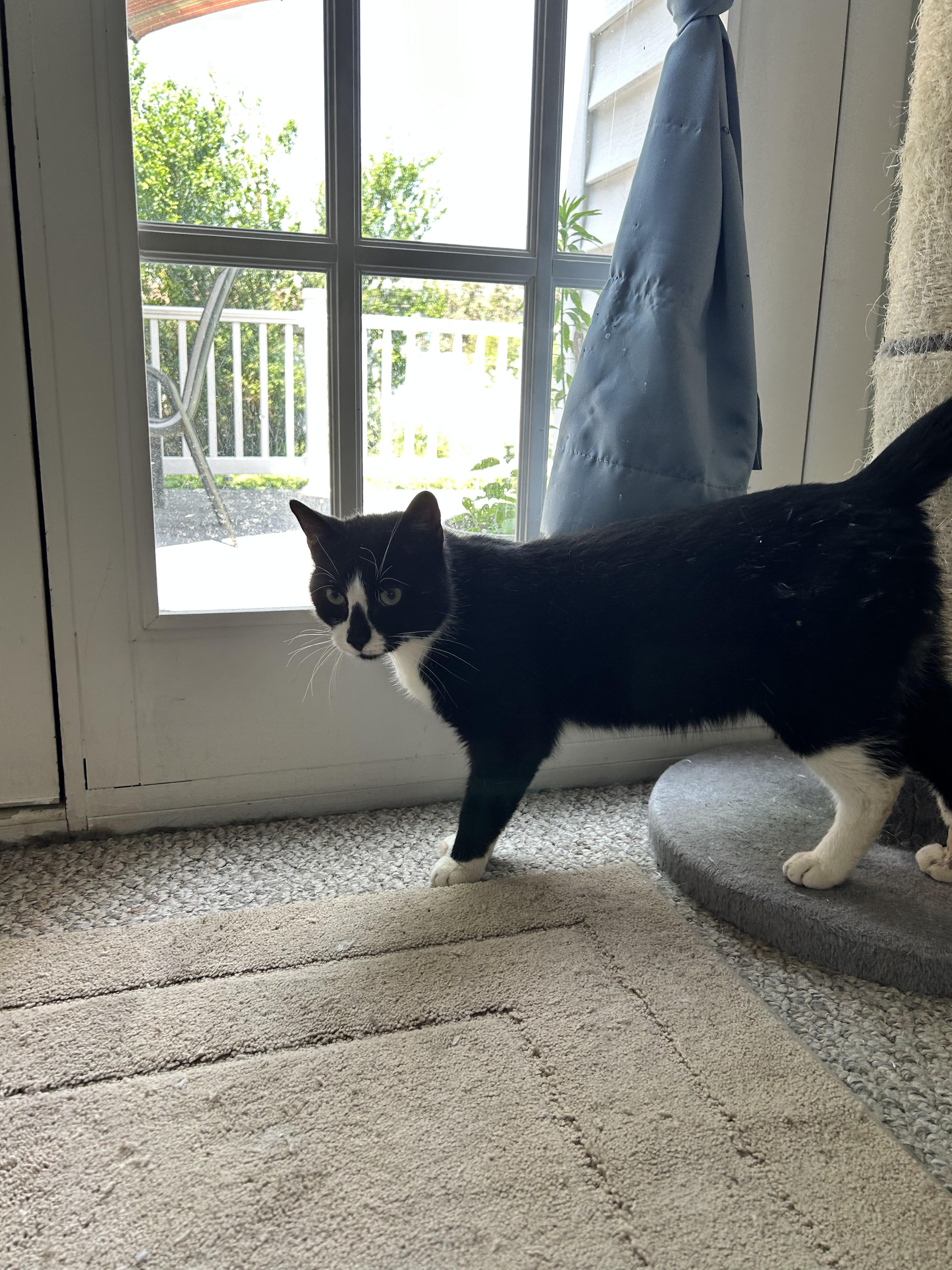 Enlarge Bongo, an adopted mixed breed in Newark, NJ image 4/6