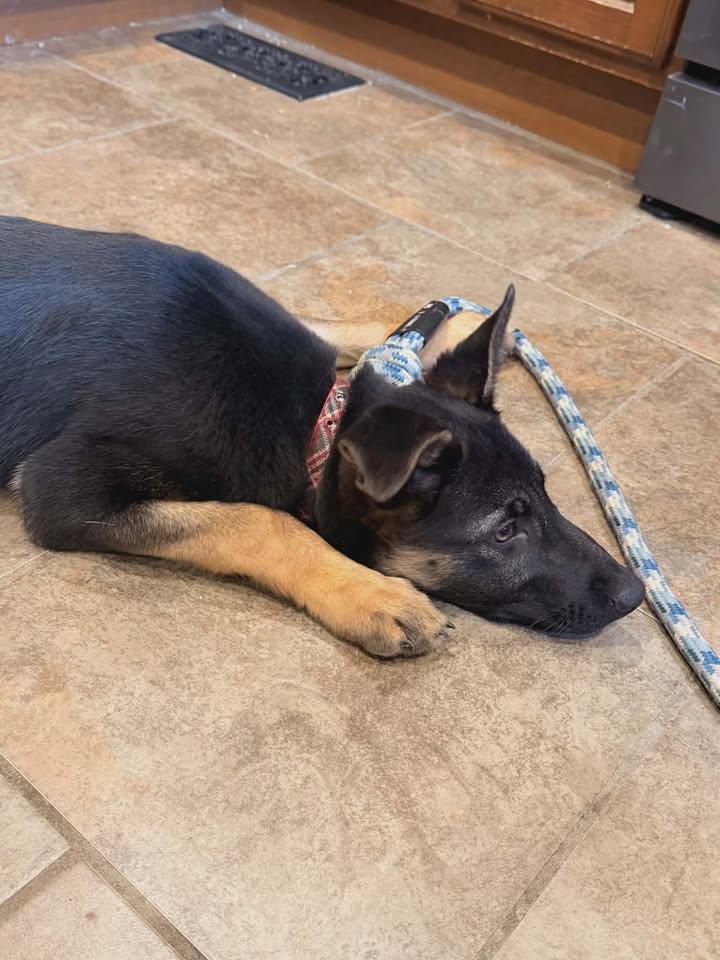 Enlarge Sabrina, a ADOPTABLE mixed breed in Lexington, KY image 4/4