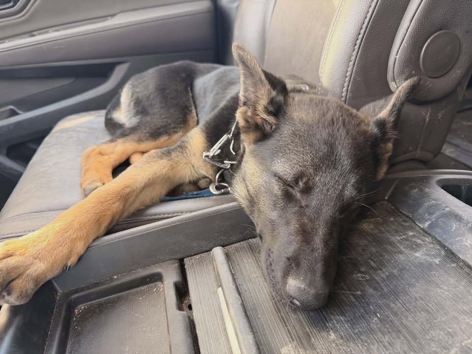 Enlarge Sabrina, a ADOPTABLE mixed breed in Lexington, KY image 3/4