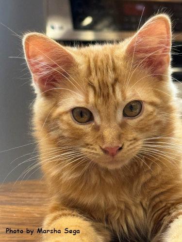 Rory, Adoptable, Kitten Male Domestic Short Hair.
