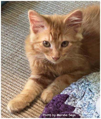 Enlarge Rory, a Adoptable Domestic Short Hair in Oak Ridge, TN image 2/3