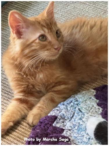 Enlarge Rory, a Adoptable Domestic Short Hair in Oak Ridge, TN image 3/3