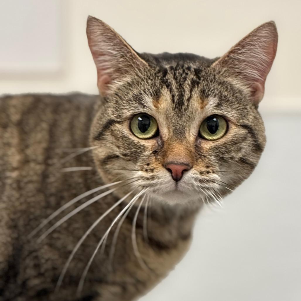 Cat Erika — thumbnail 2