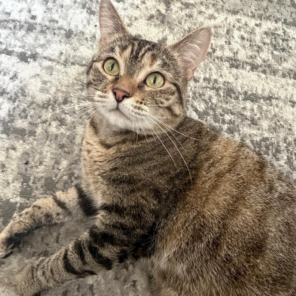 Cat Erika — thumbnail 3