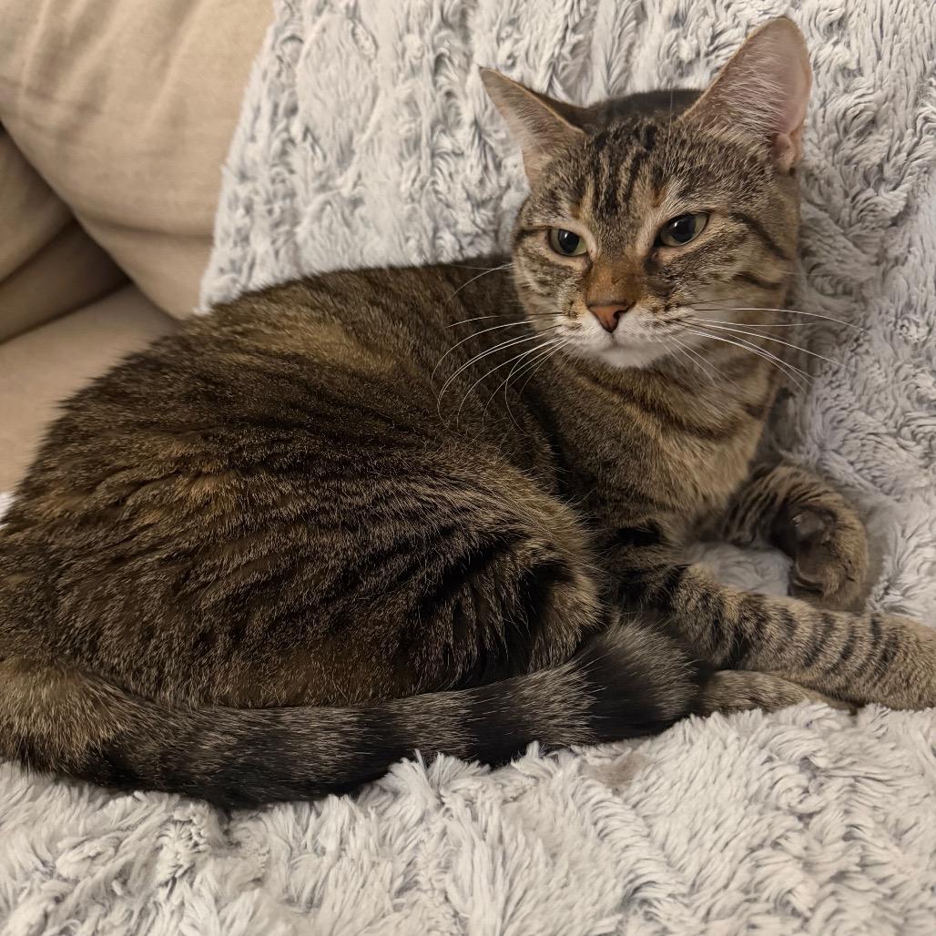 Cat Erika — thumbnail 4