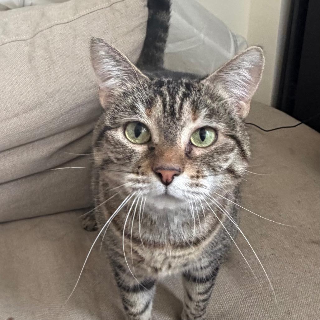 Cat Erika — thumbnail 5