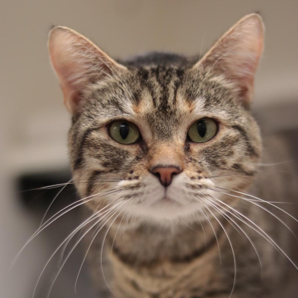 Cat Erika — thumbnail 6