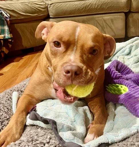 Noah Lee , ADOPTABLE, Young Male American Staffordshire Terrier.