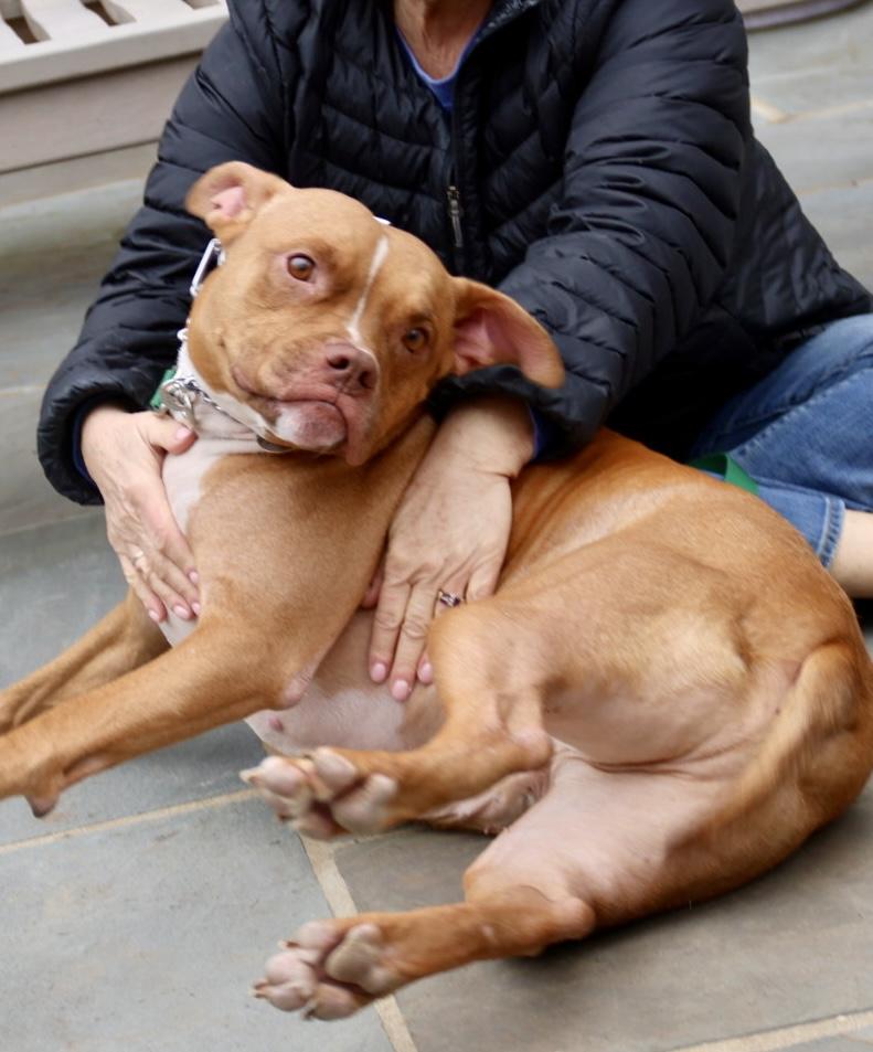 Noah Lee , ADOPTABLE, Young Male American Staffordshire Terrier.