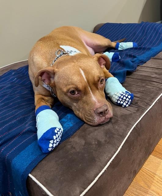 Noah Lee , a ADOPTABLE American Staffordshire Terrier in POTOMAC, MD image 3/4