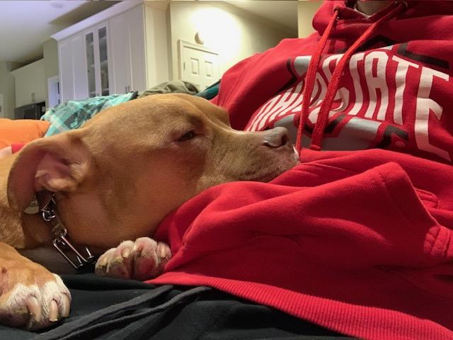 Noah Lee , a ADOPTABLE American Staffordshire Terrier in POTOMAC, MD image 4/4