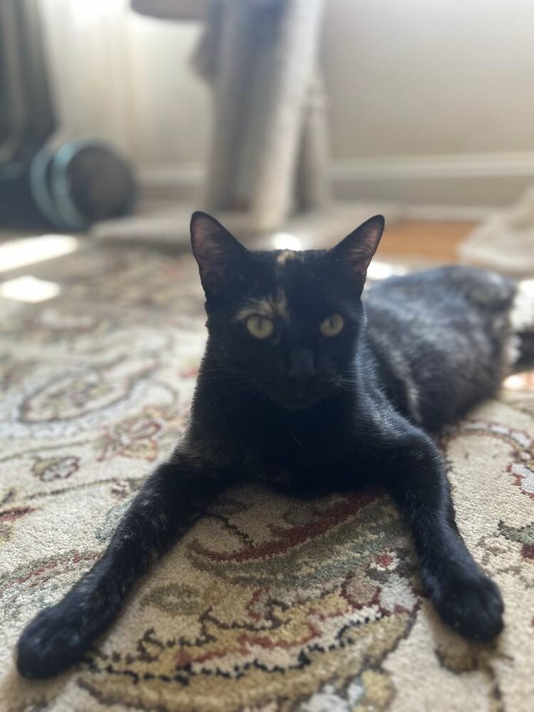 Enlarge Goldie SB1, a Adoptable Domestic Short Hair in Greenville, SC image 1/1