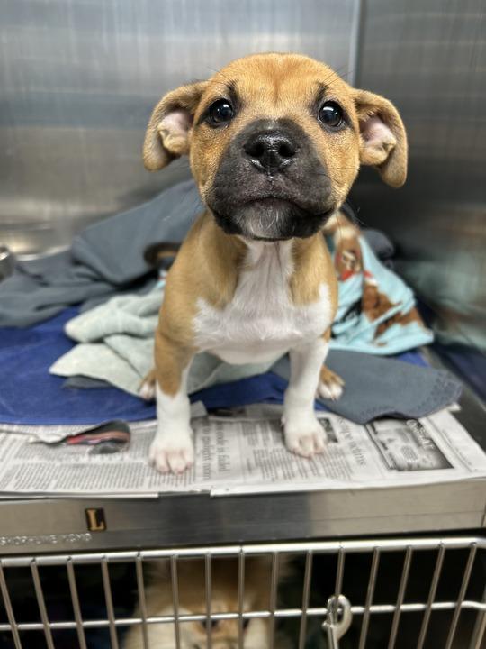 Sonic, Adoptable, Puppy Male Terrier.