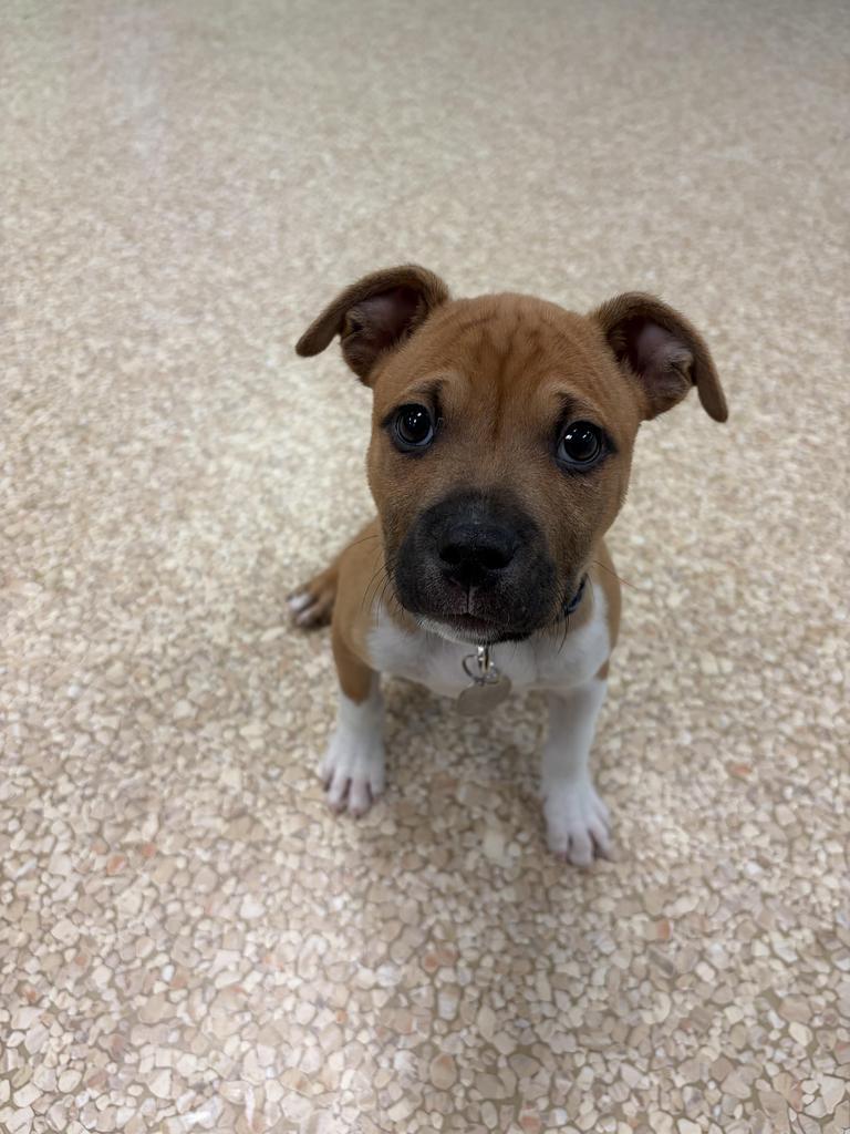 Sonic, a Adoptable Terrier in Utica, MI image 1/3