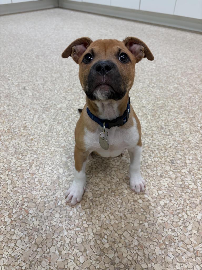 Sonic, a Adoptable Terrier in Utica, MI image 2/3