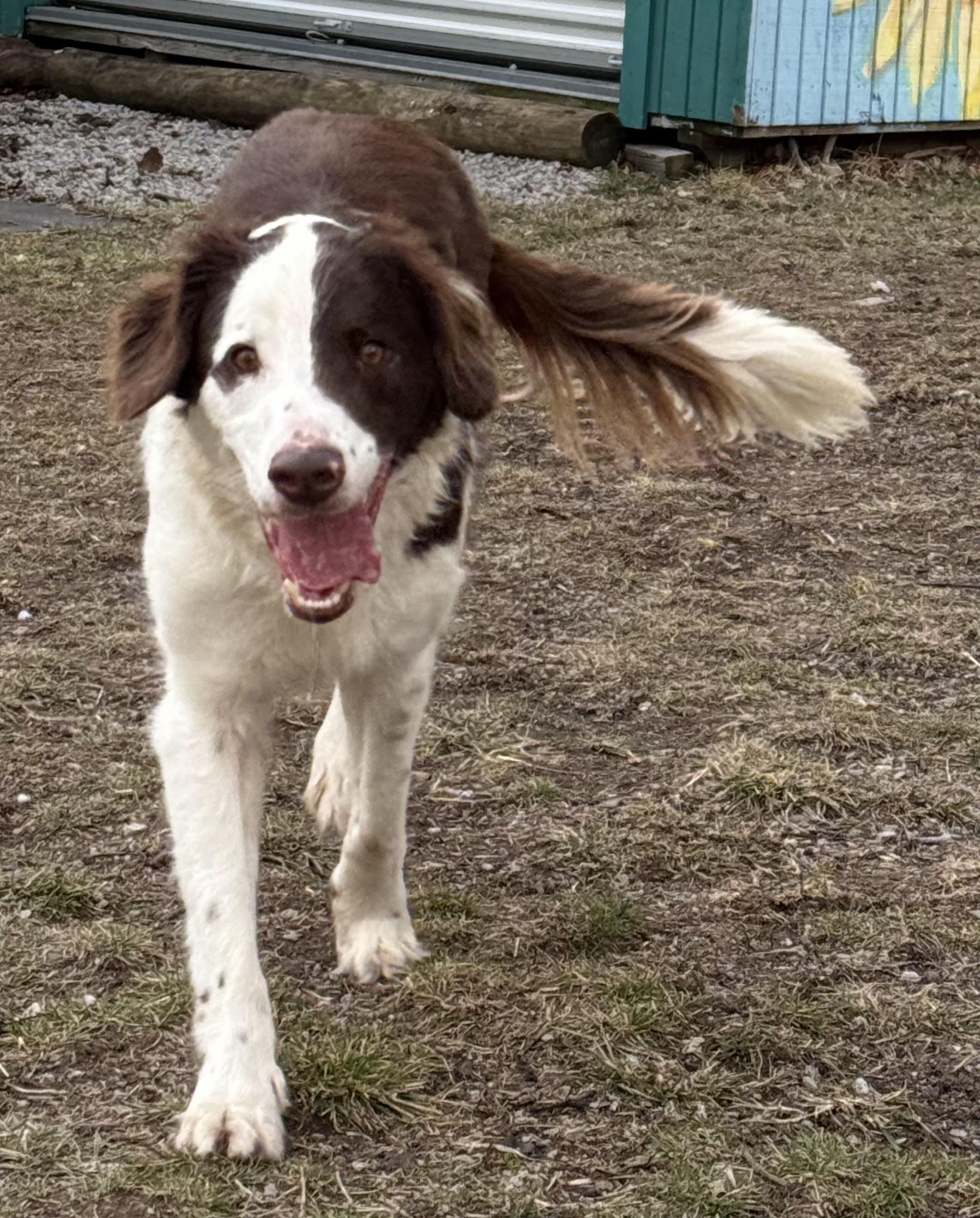 Enlarge Alex, a ADOPTABLE Border Collie in Lexington, KY image 3/4
