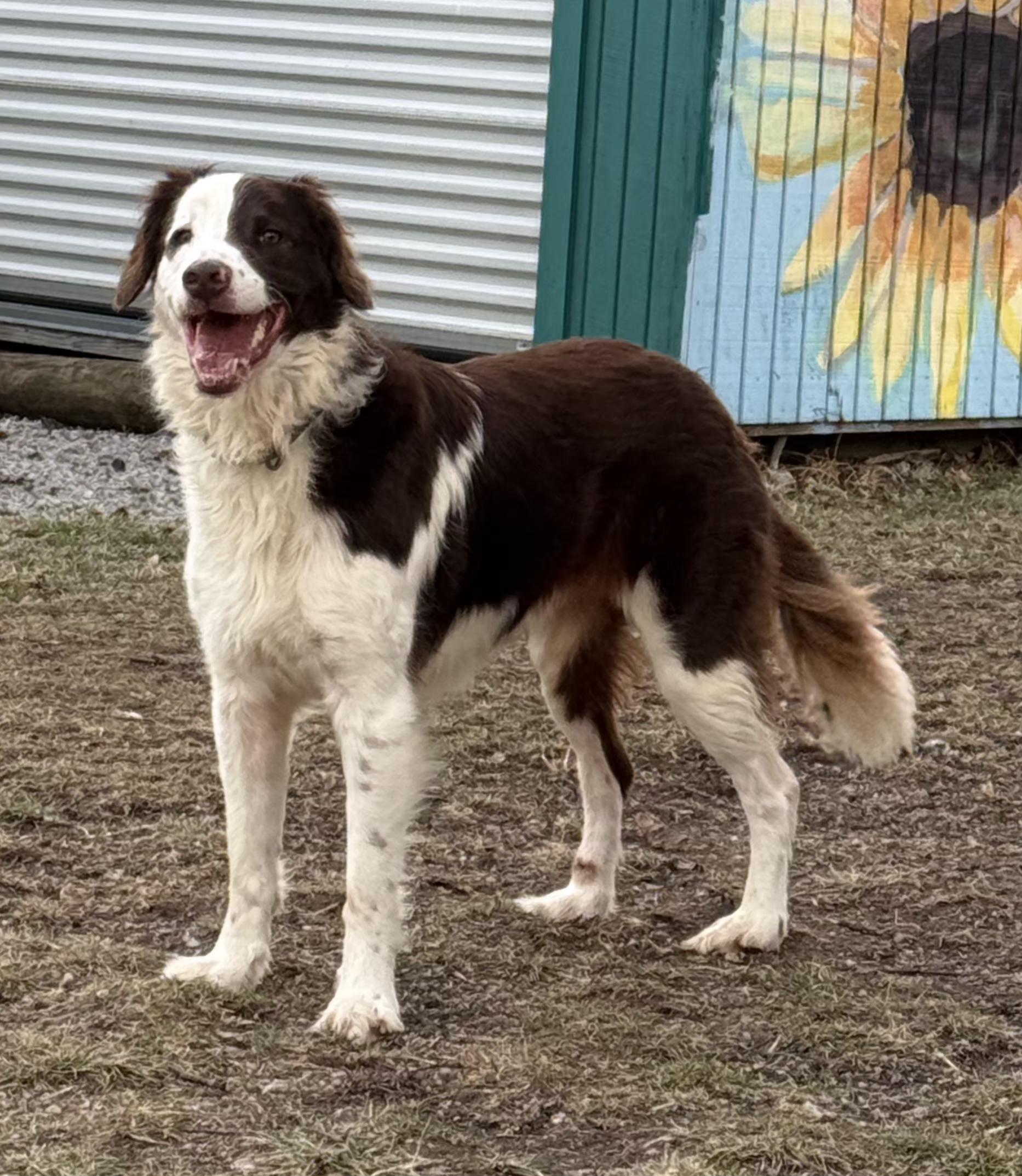 Alex, ADOPTABLE, Young Male Border Collie.