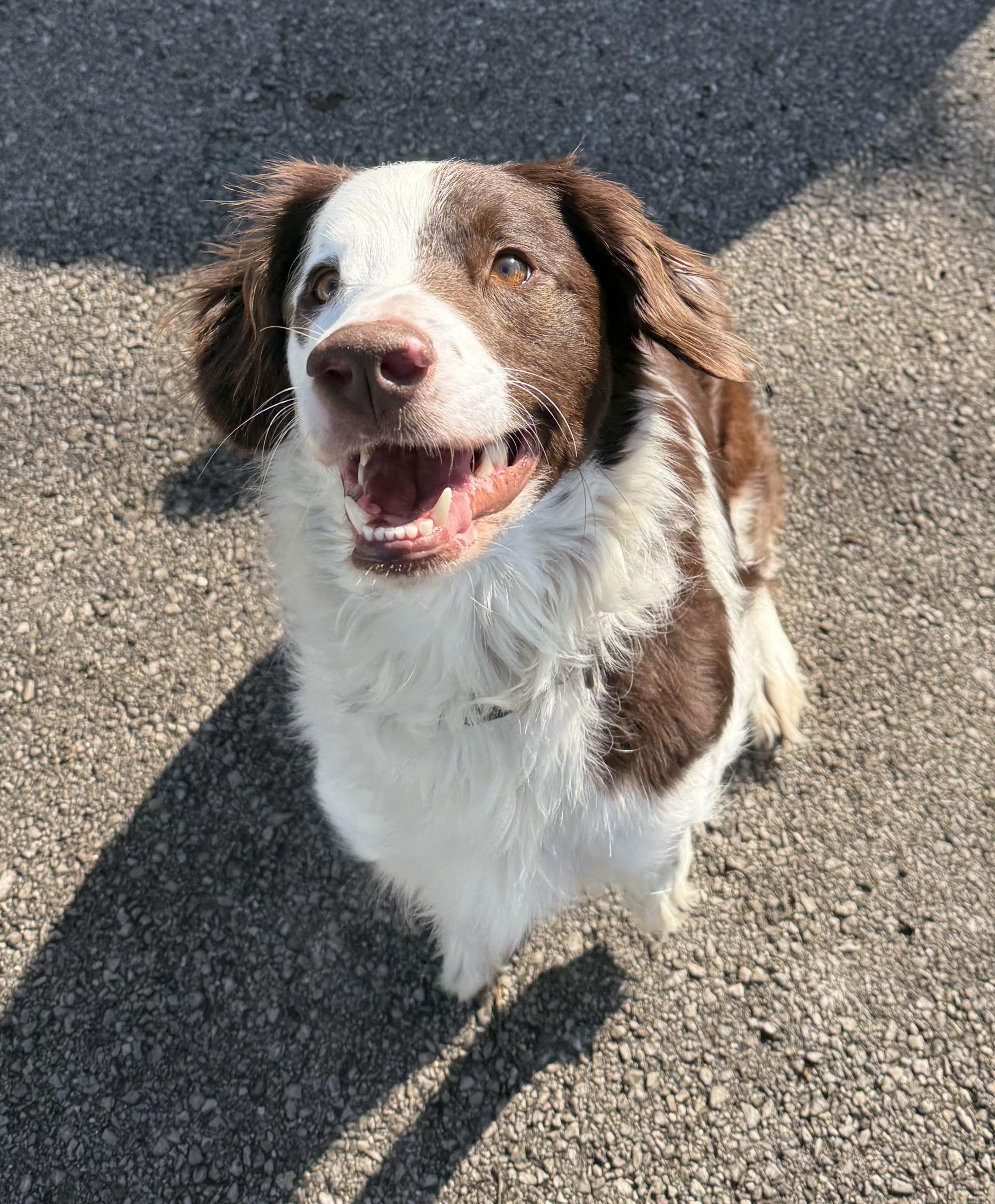 Enlarge Alex, a ADOPTABLE Border Collie in Lexington, KY image 4/4