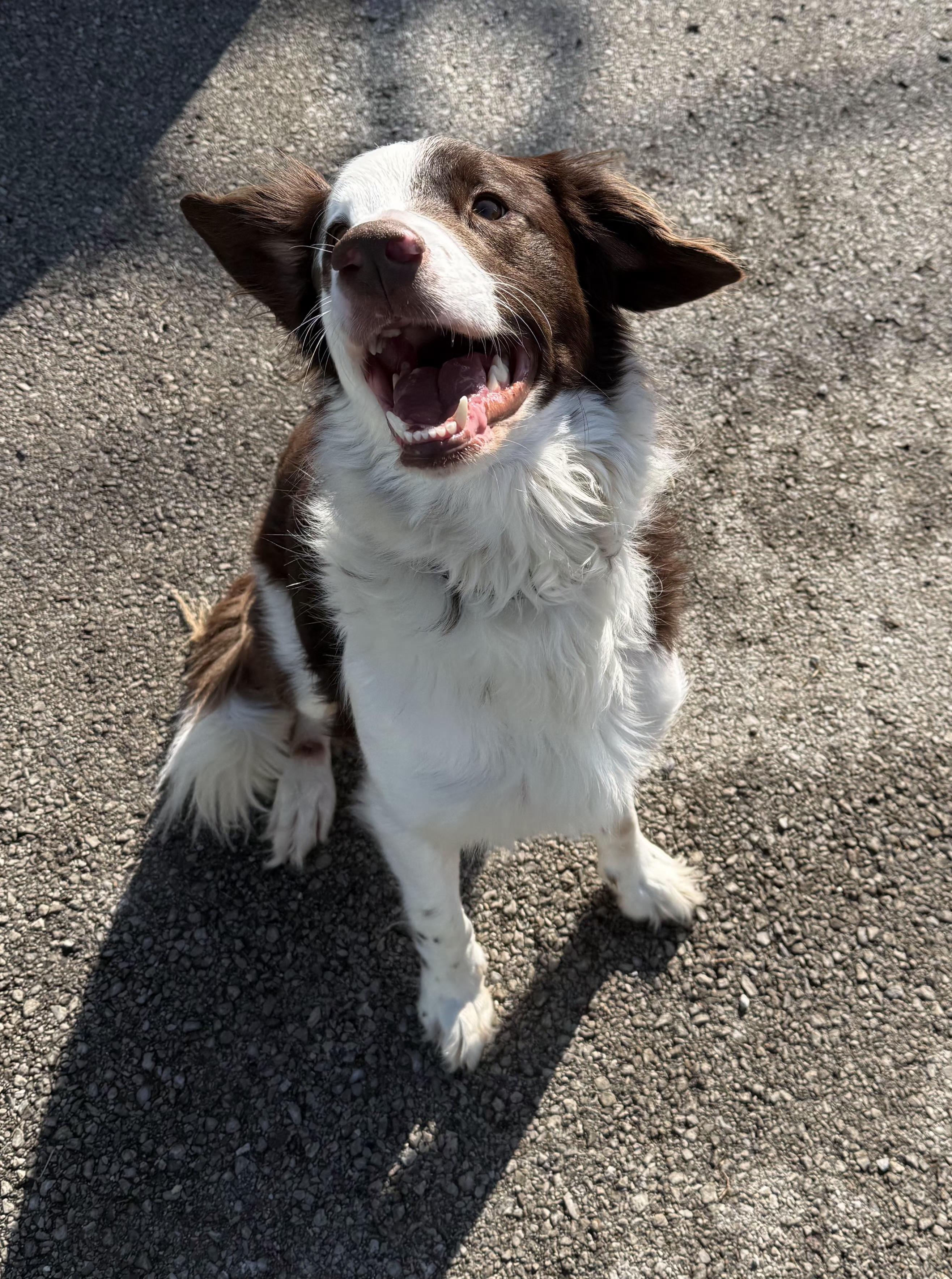Enlarge Alex, a ADOPTABLE Border Collie in Lexington, KY image 2/4